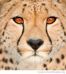 Cheetah Symbolism Cheetah Meaning Totem Animals Cheetah Face Cheetah Photos Cheetah Pictures