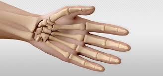 Image result for Hand Anatomy