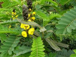 Image result for Senna didymobotrya