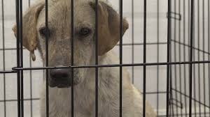 Our focus is to rescue and rehabilitate animals that have been neglected, abused, abandoned or no longer can be taken care of and then find them forever homes. Polk County Humane Society 20 Dogs Rescued In February Are Improving Ready For Adoption