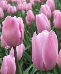 Tulip Rosalie Triumph Tulips Tulips Flower Bulb Index Tulip Flower Pictures Bulb Flowers Beautiful Flowers