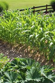 Maybe you would like to learn more about one of these? How To Create A Simple Weed Free Low Maintenance Vegetable Garden