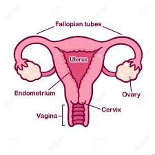 Hand Drawn Female Reproductive System Anatomy Chart Uterus And