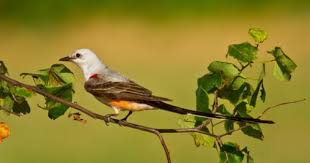 Birds Native To Oklahoma A Scissor Tailed Flycatcher The State Bird Of Oklahoma Perches On The Limb Of A Redbud Tree See If You Can Spot The State B In 2020 Bird Redbud Tree Travel Oklahoma