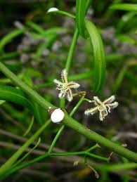 Image result for Periploca linearifolia