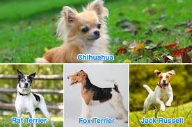 White, fawn, brown, or any other solid color: Chihuahua Terrier Mix Is It The Right Dog For You All Things Dogs All Things Dogs