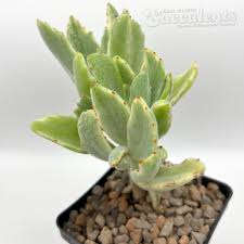 Image result for Kalanchoe velutina