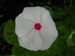 Dr Dan S Garden Tips Vivid Vincas Annual Color Gardening Tips Vivid