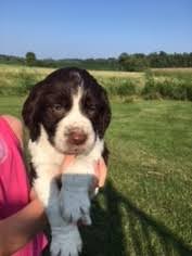 We raise akc registered field bred, a mixture of field/bench, and bench purebred english springer spaniels on a country acreage at the edge of slayton, minnesota; View Ad English Springer Spaniel Puppy For Sale Near Minnesota Lonsdale Usa Adn 90489