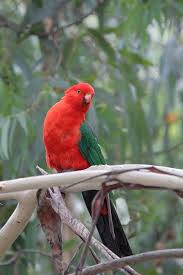 Throughwinterfields Parrot Australian Birds Birds Painting