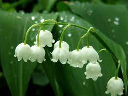 Acheter du muguet en ligne avec d'lys couleurs c'est facile et on peut faire 2 fois plus plaisir avec du muguet et des chocolats. Fun With French Le Premier Mai La Fete Du Travail La Fete Du Muguet