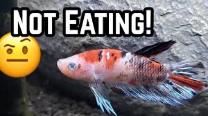 Betta Fish Won T Eat Stopped Eating Youtube