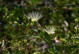 Image result for Maerua