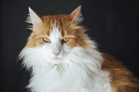 The middle layer is called awn hair which is not as long but is generally thicker and softer than the outer coat. 10 Long Haired Cats Maine Coon Norwegian Forest And More