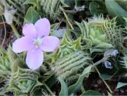 Image result for Barleria tanzaniana