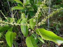 Image result for Homalium