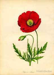 Papaver Somniferum Herbal Plants Poppies Red Poppies