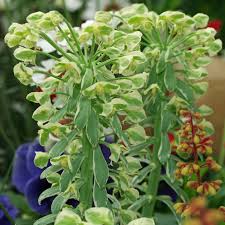 Spurges (euphorbia spp.) includes more than 3,000 species that resemble succulents or cacti. Euphorbia Characias Was Bluht Jetzt