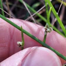Image result for Isolepis costata