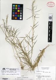 Image result for Eragrostis chapelieri