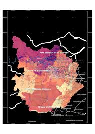 Image result for Eggelingia ligulifolia