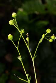 Image result for Adenostemma viscosum