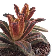 Image result for Kalanchoe lateritia