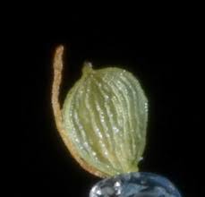 Image result for Isolepis setacea