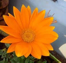 Pin By Ravindra Devrani On Flora And Fauna 2020 Plants Fauna Flora And Fauna