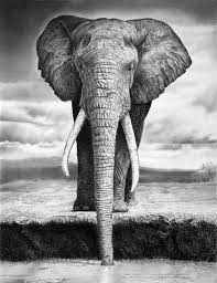 However if you want to be more specific, you can draw rounded ears for an african elephant and more triangle like ears for the asian elephant. How To Draw A Realistic Elephant Novocom Top