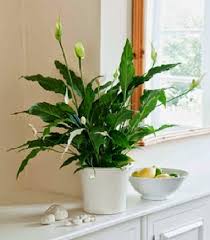 Ide hiasan pojok ruang tamu. Tanaman Hias Pembersih Udara Dalam Ruangan Bibitbunga Com