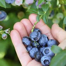 Heidelbeeren Pflegen Ernten In 2020 Heidelbeeren Pflanzen Heidelbeeren Pflanzen