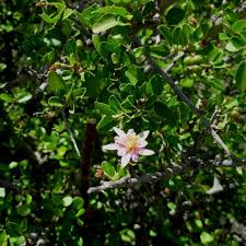 Image result for Grewia microthyrsa