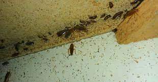 It took 8 weeks to eliminate the infestation in my house. Why Do I Have Roaches If My House Is Clean