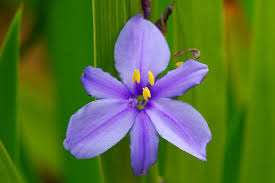 Image result for Aristea ecklonii