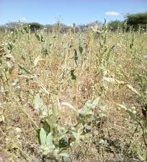 Image result for Astripomoea hyoscyamoides