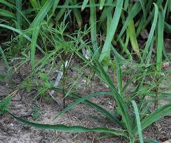 Image result for Cleome iberidella