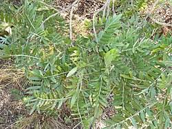 Image result for Mundulea
