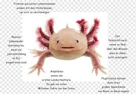 As seen in the image above, axolotls can be attached to a lead and transported to the desired. Axolotl Pet Graphy Kaulquappe Pet Vertebrate Axolotl Png Pngwing