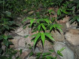 Image result for Oplismenus compositus