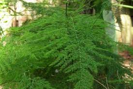 Asparagus Fern Asparagus Fern Plants Shade Plants
