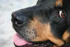 Tukwila police rescue pit bull transform dog into drug sniffing k. Rottweiler Rescue Groups Organizations A Love Of Rottweilers
