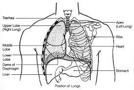 Image result for Chest Trauma