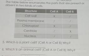 Thank you but, i was asking for the difference between two. 5 Which Is A Plant Cell Cell A Or Cell B Why 6 Which Is An Animal Cell Cell A Or Cell B Why I Brainly Ph