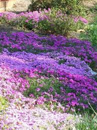 We did not find results for: 17 Sloping Garden Ideas With Ground Covers Farmfoodfamily Creeping Phlox Sloped Garden Creeping Phlox Ideas