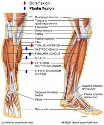 Fhl (flexor hallicus longus) tibialis posterior; Human Anatomy Leg Tendons Koibana Info Leg Muscles Anatomy Leg Tendons Knee Muscles Anatomy