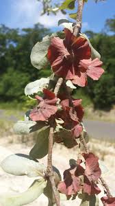 Image result for Terminalia tricristata