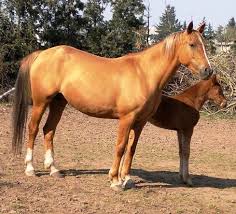 karabakh horses fohlen stute pferde