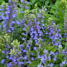 Image result for Lobelia minutula
