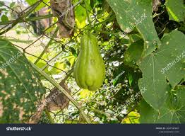 Image result for Sechium edule